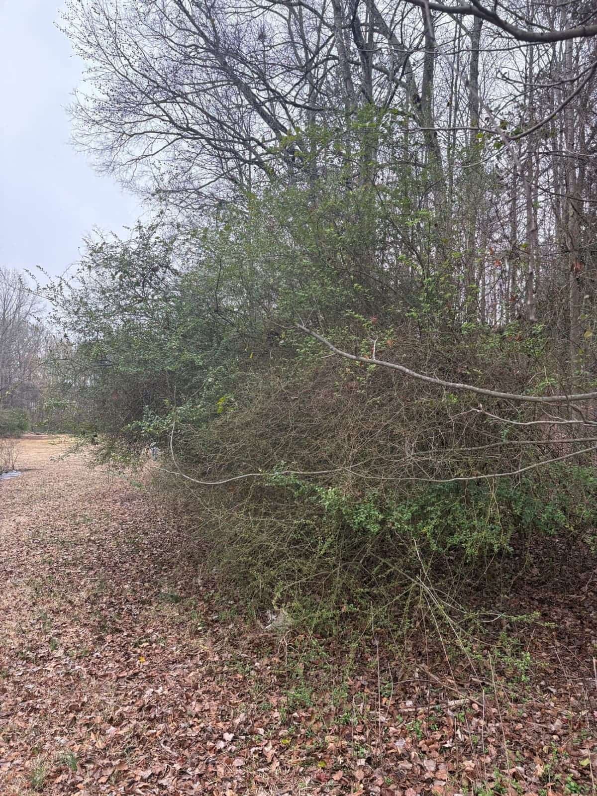 Before: Dense Brush Removal & Mulching