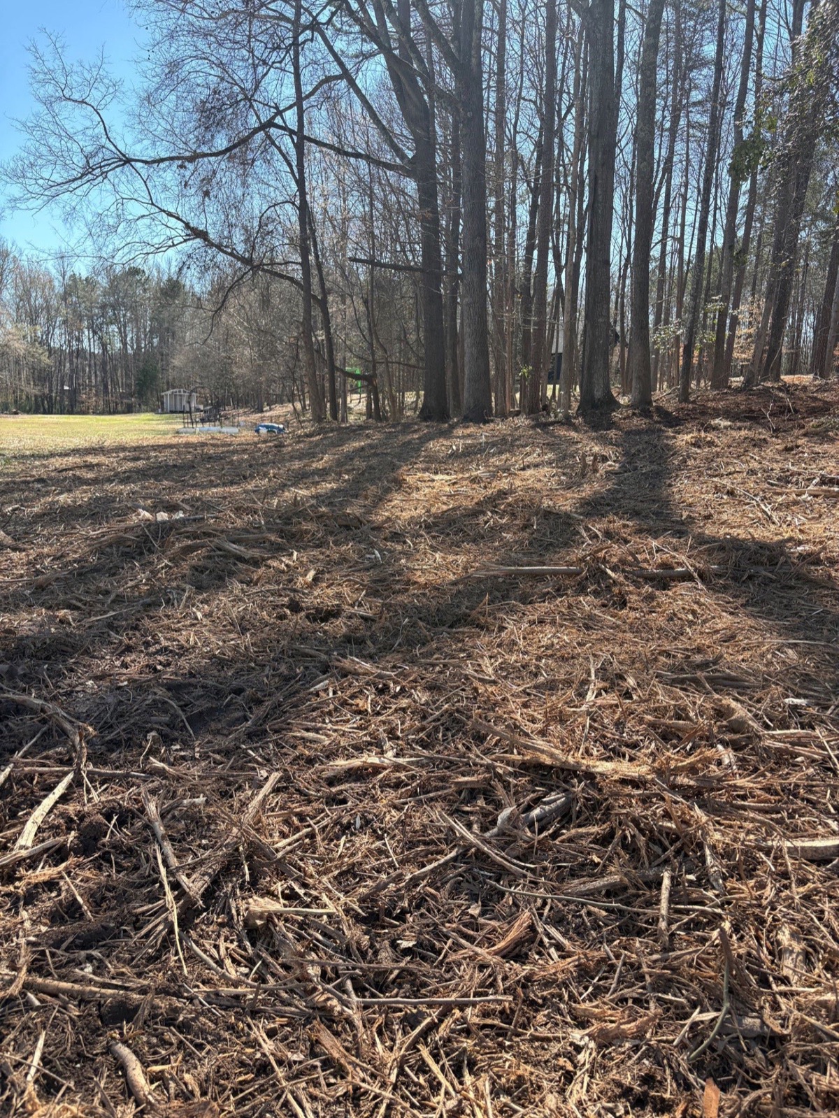 After: Dense Brush Removal & Mulching